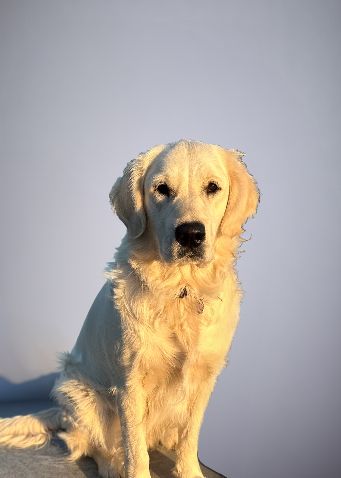 Ubby, le chien d'INFOREZ